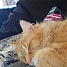 animal, blanket, cat, close_up, comfort, cozy, ear, feline, fluffy, fur, home, indoor, orange_cat, person, pet, resting, sleeping, soft, toy, whiskers