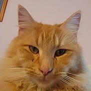 River is registered to the contest to win money with this photo: animal, cat, close_up, cozy, domestic_animal, ears, face, feline, fluffy, fur, home, indoor, nose, orange_cat, pet, picture_frame, pink_wall, portrait, relaxed, whiskers