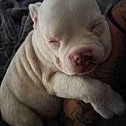 Nugget Locc is registered to the contest to win money with this photo: puppy, dog, sleeping, white_fur, cute, cuddling, tattoo, arm, pet, snout, closed_eyes, fur, cozy, resting, indoor, animal, adorable, young_dog, pet_owner, relaxing