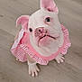 Nugget Locc is registered to the contest to win money with this photo: bulldog, puppy, dog, white_dog, pink_ears, pet_clothing, costume, cute, indoor, looking_up, floor, wooden_floor, small_dog, frilly_outfit, pink_and_white, adorable, pet, animal, domestic_animal, young_dog