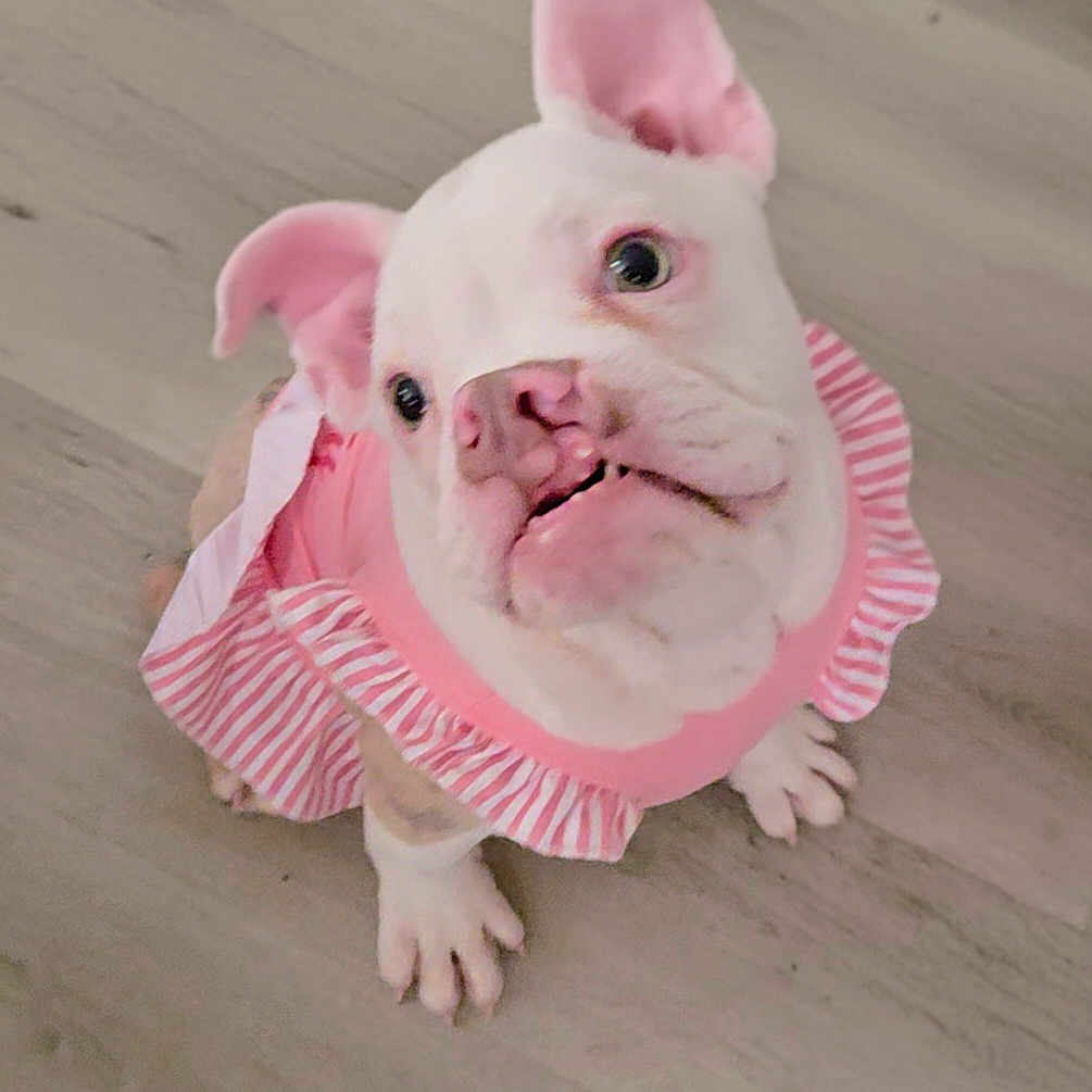 Nugget Locc is registered to the contest to win money with this photo: adorable, animal, bulldog, costume, cute, dog, domestic_animal, floor, frilly_outfit, indoor, looking_up, pet, pet_clothing, pink_and_white, pink_ears, puppy, small_dog, white_dog, wooden_floor, young_dog