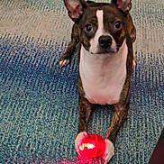 Bentley joined the competition — help win amazing prizes! alert, animal, brindle, carpet, companion, cute, dog, domestic, ears, focused, home, indoor, looking, lying_down, paw, pet, playful, red_ball, toy, white_chest