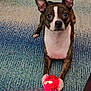 alert, animal, brindle, carpet, companion, cute, dog, domestic, ears, focused, home, indoor, looking, lying_down, paw, pet, playful, red_ball, toy, white_chest
