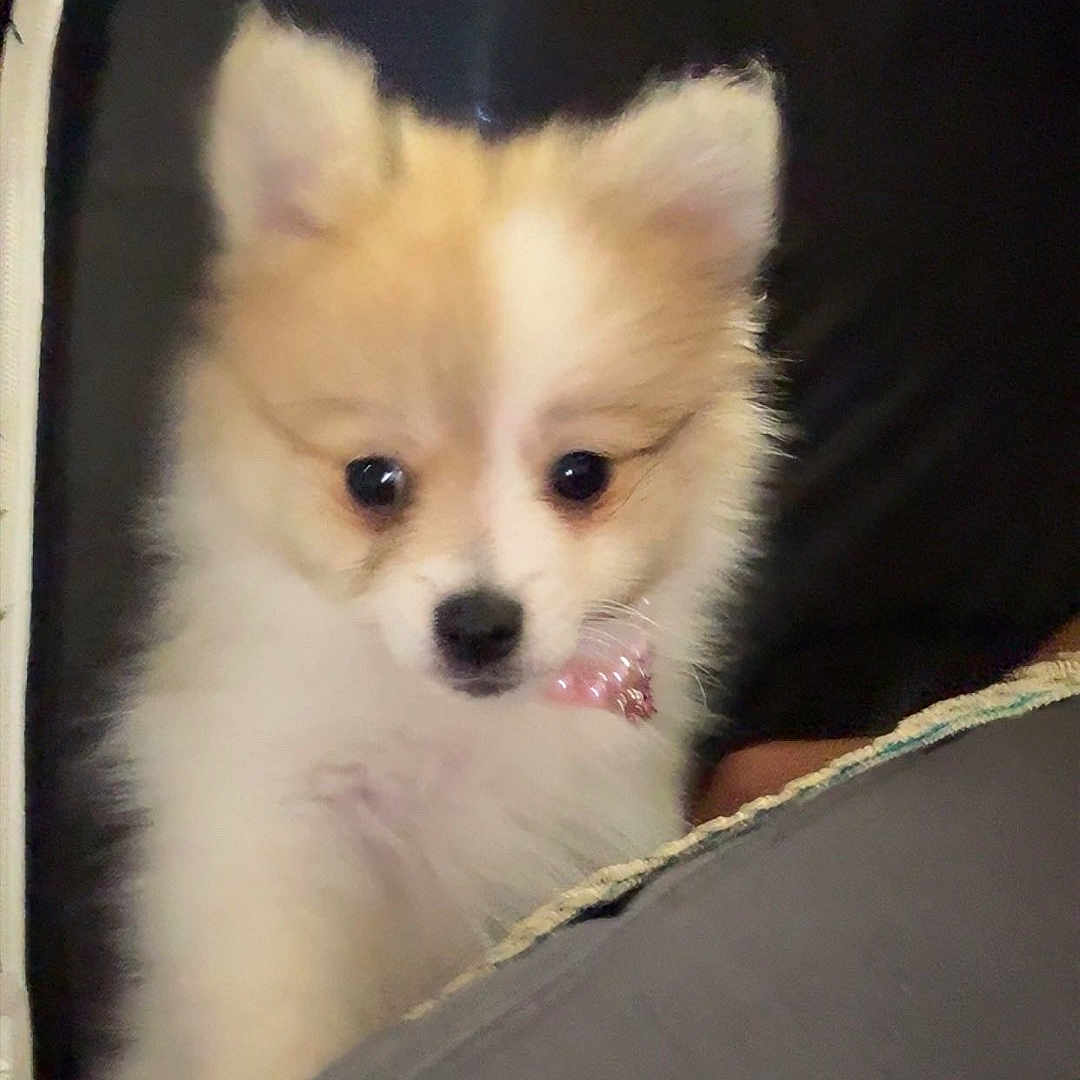 Irys participe au concours pour gagner de l'argent avec cette photo : puppy, dog, fluffy, cute, pet, animal, young, small, curious, ears, fur, face, indoor, collar, adorable, portrait, looking, candid, domestic_animal, mammal