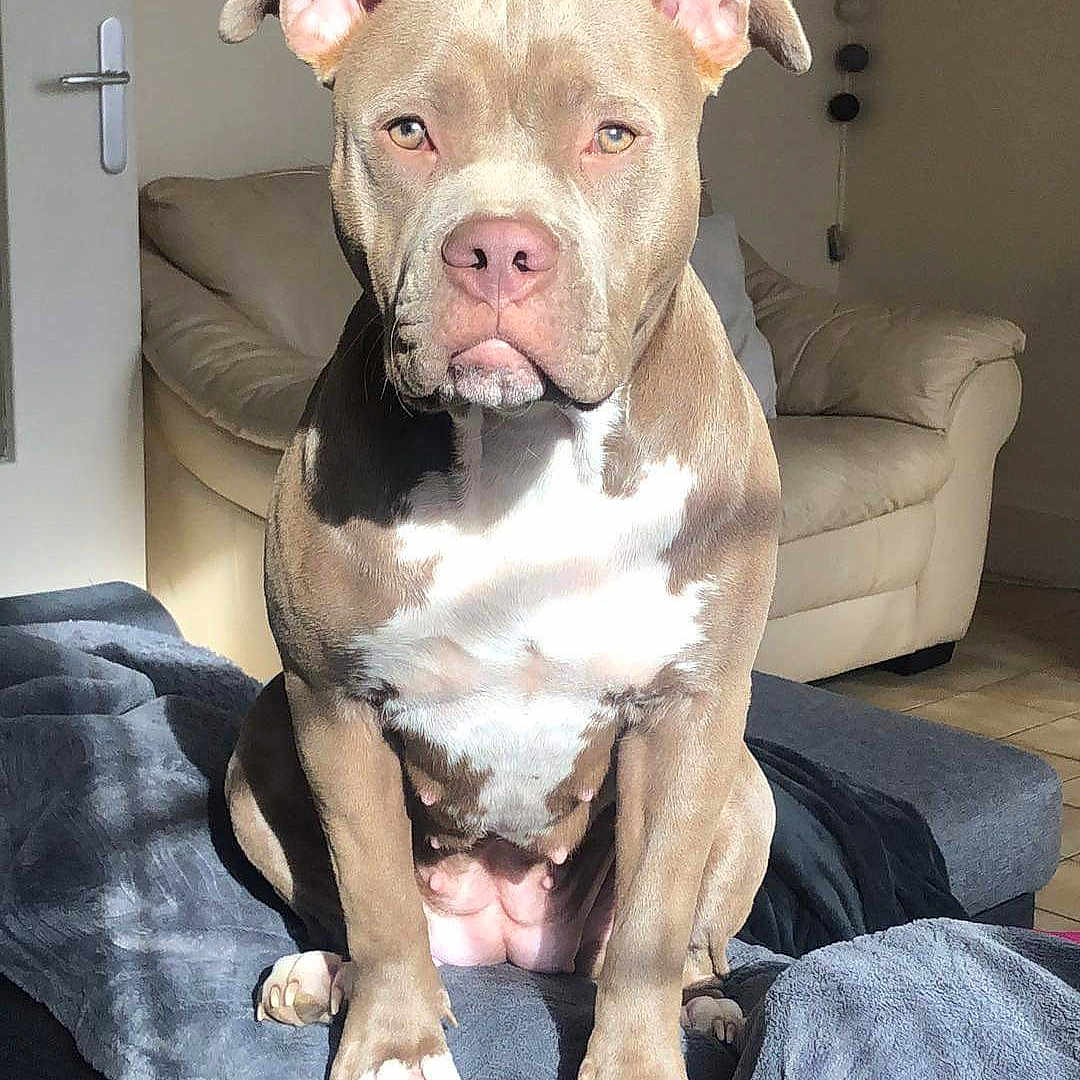 Xena