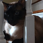 Otip is registered to the contest to win money with this photo: black_cat, carnivore, cat, comfort, domestic_short_haired_cat, felidae, flooring, fur, grey, hardwood, human_leg, paw, pet_supply, room, small_to_medium_sized_cats, snout, tail, whiskers, window, wood