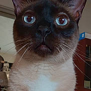 Otip joined the competition — help win amazing prizes! cat, siamese_cat, blue_eyes, whiskers, close_up, indoor, pet, feline, fur, white_patch, curious, animal, mammal, face, ears, nose, mouth, domestic_animal, portrait