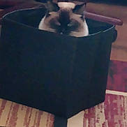 Coconut joined the competition — help win amazing prizes! cat, box, indoor, furniture, carpet, pet, animal, cozy, fabric, home, blurred, sitting, cute, domestic, feline, resting, soft, floor, pattern, quiet