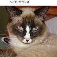 Marshmallow joined the competition — help win amazing prizes! cat, siamese_cat, blue_eyes, close_up, pet, animal, feline, whiskers, fur, resting, indoor, cute, portrait, face, nose, ears, sleepy, domestic_animal, muzzle, calm