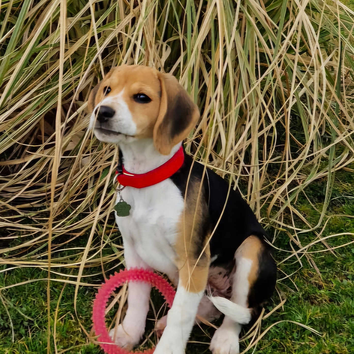 Vicky a rejoint le concours — aidez-le/la à gagner de superbes lots ! accessories, animal, beagle, canine, collar, countryside, dog, grass, hound, lawn, leash, nature, outdoors, pet, plant, puppy, reed, strap, straw, vegetation