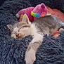 adorable, animal, bed, cat, colorful, comfort, cozy, cute, fluffy, furry, indoor, kitten, nap, pet, plush_toy, resting, sleeping, soft, unicorn, young