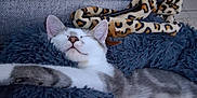 Amy a rejoint le concours — aidez-le/la à gagner de superbes lots ! animal, blue, cat, couch, cozy, ears, floor_tiles, fluffy_blanket, furniture, gray, indoor, leopard_print, napping, pet, relaxed, sleeping, striped, toy_snake, whiskers, white