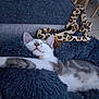 animal, blue, cat, couch, cozy, ears, floor_tiles, fluffy_blanket, furniture, gray, indoor, leopard_print, napping, pet, relaxed, sleeping, striped, toy_snake, whiskers, white