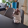 Amy a rejoint le concours — aidez-le/la à gagner de superbes lots ! kitten, cat, chair, table, living_room, plant, sofa, paws, curious, indoors, home_decor, floor_lamp, tile_floor, window, cushion, wooden_furniture, pet, domestic_animal, whiskers, gray_and_white