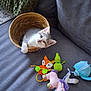 basket, cat, cozy, curious, cute, domestic_animal, feline, fox_toy, gray_couch, green_pillow, indoor, kitten, living_room, pet, playful, plush_toys, resting, soft_toys, turtle_toy, unicorn_toy