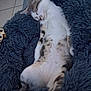 Amy a rejoint le concours — aidez-le/la à gagner de superbes lots ! animal, cat, comfort, cozy, cute, fluffy_blanket, fur, gray, home, indoor, nap, peaceful, pet, relaxed, resting, sleeping, soft_texture, striped, tabby, white