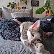 Amy a rejoint le concours — aidez-le/la à gagner de superbes lots ! animal, cat, couch, cozy, cushion, feline, fur, gray_cat, houseplant, indoor, living_room, paw, pet, plant, portrait, relaxing, resting, soft, whiskers, white_cat