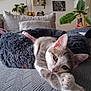 animal, cat, couch, cozy, cushion, feline, fur, gray_cat, houseplant, indoor, living_room, paw, pet, plant, portrait, relaxing, resting, soft, whiskers, white_cat