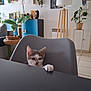 Amy a rejoint le concours — aidez-le/la à gagner de superbes lots ! kitten, cat, paw, table, chair, indoor, plant, blue_cabinet, wall_art, lamp, cozy, home, curious, furniture, floor, decor, gray_chair, pet, young_cat, domestic
