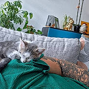 Amy a rejoint le concours — aidez-le/la à gagner de superbes lots ! kitten, sleeping, gray_and_white, cat, tattoo, arm, green_shirt, couch, plant, indoor, decor, golden_dog_statue, pillow, relaxing, home, cozy, furniture, resting, person, tattooed_arm