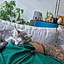 kitten, sleeping, gray_and_white, cat, tattoo, arm, green_shirt, couch, plant, indoor, decor, golden_dog_statue, pillow, relaxing, home, cozy, furniture, resting, person, tattooed_arm