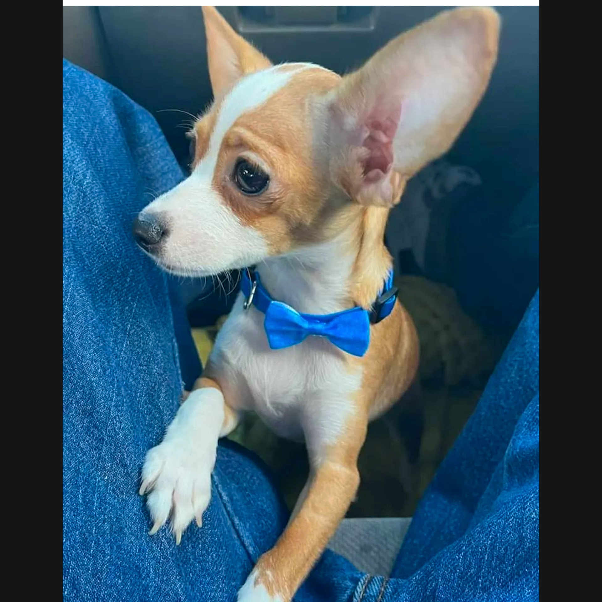 Wingman is registered to the contest to win money with this photo: animal, canine, chihuahua, clothing, dog, glove, pet, puppy, snout