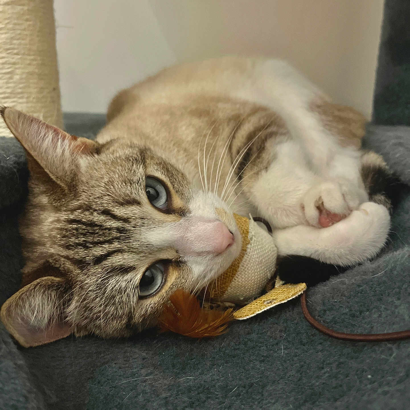 Athena a rejoint le concours — aidez-le/la à gagner de superbes lots ! animal, blanket, blue_eyes, cat, close_up, cozy, cute, cute_pet, feather, fur, indoor, paw, pet, relaxed, resting, sleepy, soft, tabby, toy, whiskers