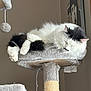 Monster joined the competition — help win amazing prizes! cat, sleeping, cat_tree, fluffy, white, black, indoor, pet, feline, cozy, resting, fur, animal, quiet, relaxed, home, soft, cute, perch, paw