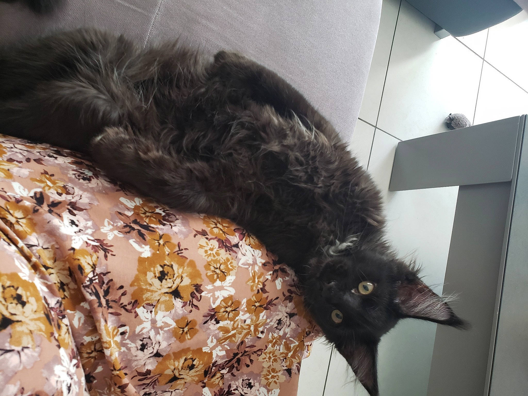 Tonka participe au concours pour gagner de l'argent avec cette photo : black_cat, canidae, carnivore, cat, claw, comfort, dog_breed, domestic_short_haired_cat, felidae, flooring, fur, linens, room, small_to_medium_sized_cats, snout, sporting_group, tail, terrestrial_animal, whiskers, wood