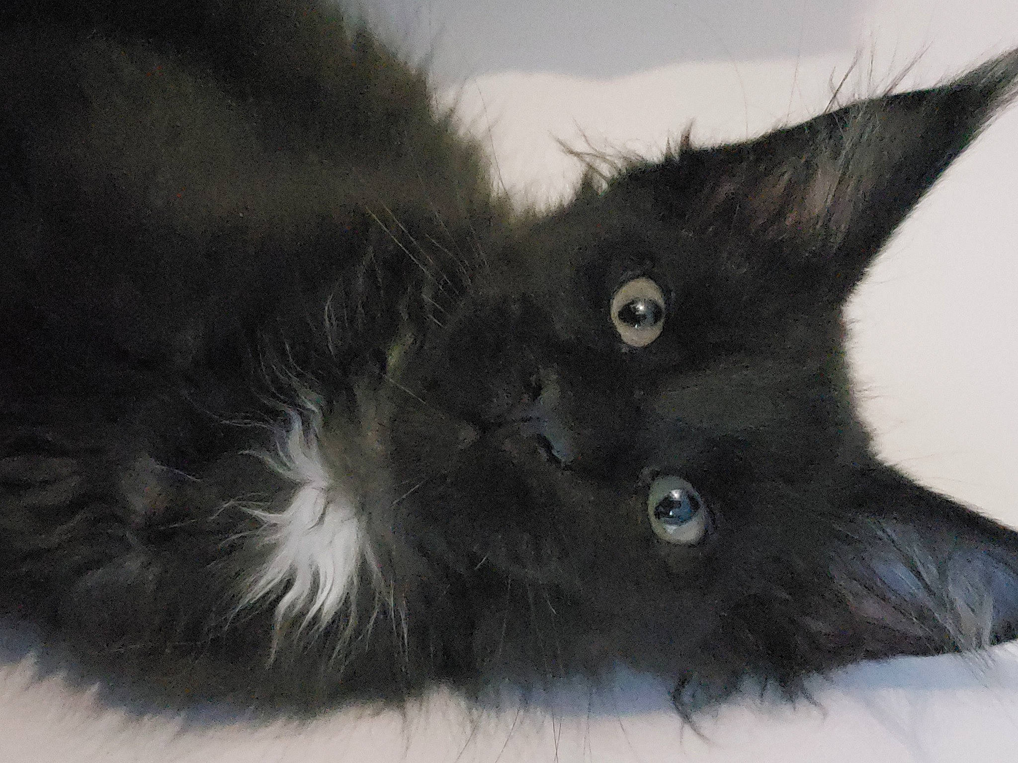 Tonka a rejoint le concours — aidez-le/la à gagner de superbes lots ! black_cat, carnivore, cat, claw, domestic_short_haired_cat, ear, felidae, fur, monochrome, monochrome_photography, paw, small_to_medium_sized_cats, snout, terrestrial_animal, whiskers, window