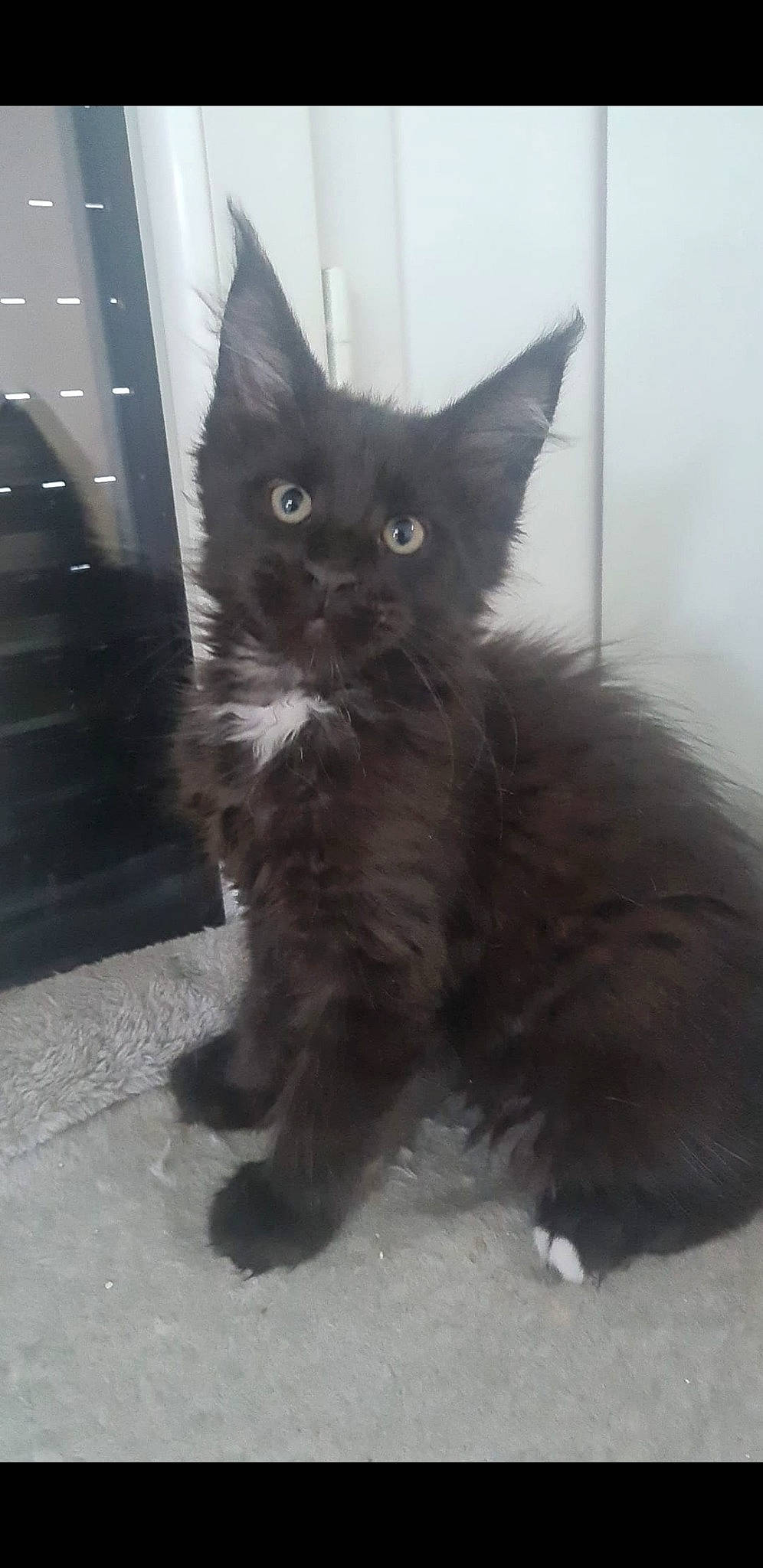 Tonka participe au concours pour gagner de l'argent avec cette photo : automotive_tire, black_cat, british_longhair, carnivore, cat, claw, comfort, domestic_short_haired_cat, door, eye, felidae, flooring, fur, grey, paw, small_to_medium_sized_cats, snout, tail, whiskers, window