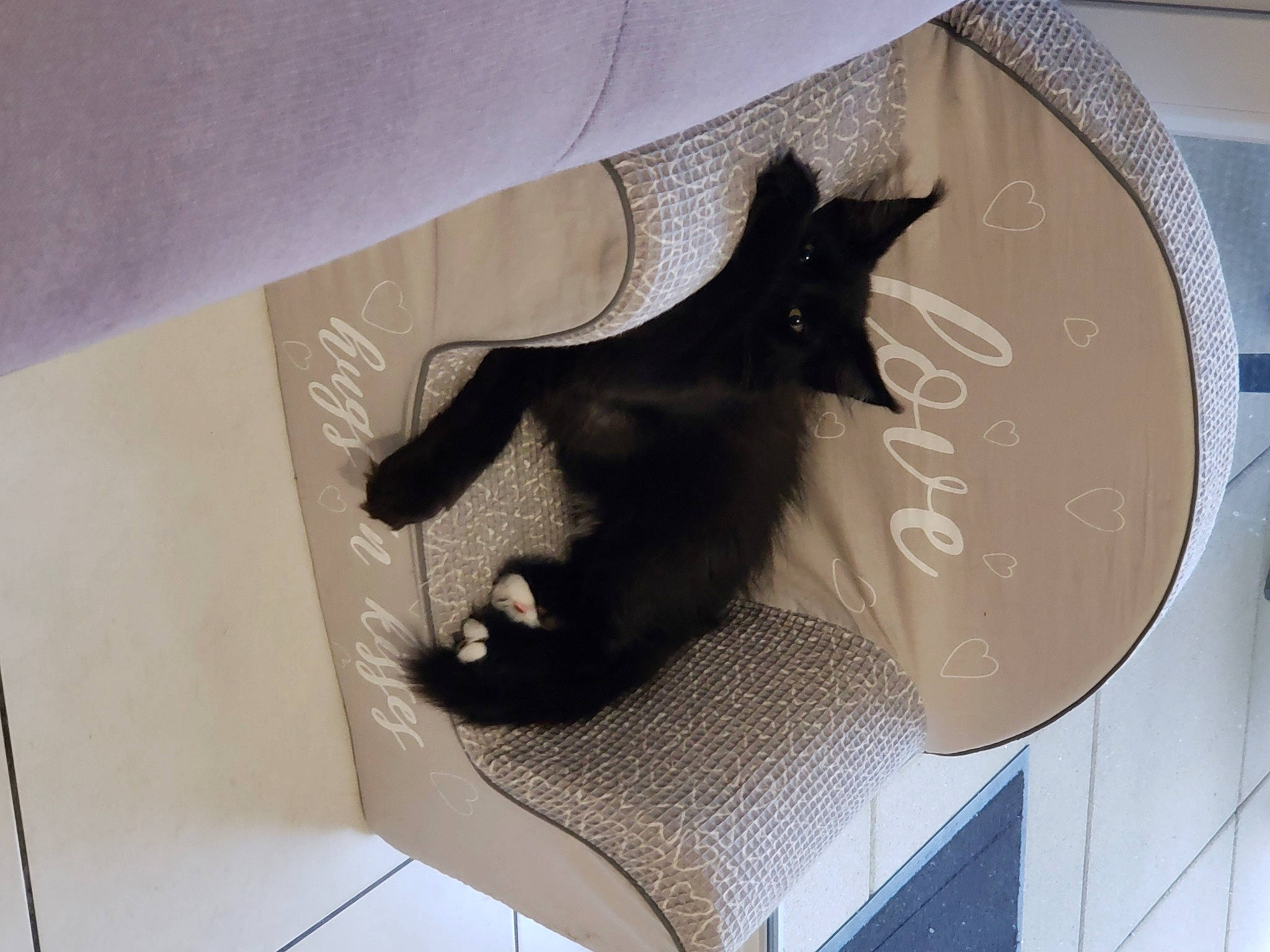 Tonka a rejoint le concours — aidez-le/la à gagner de superbes lots ! bat, black_cat, canidae, carnivore, cat, circle, comfort, dog_breed, fashion_accessory, fawn, felidae, fin, grey, linens, paper, room, small_to_medium_sized_cats, tail, visual_arts, whiskers