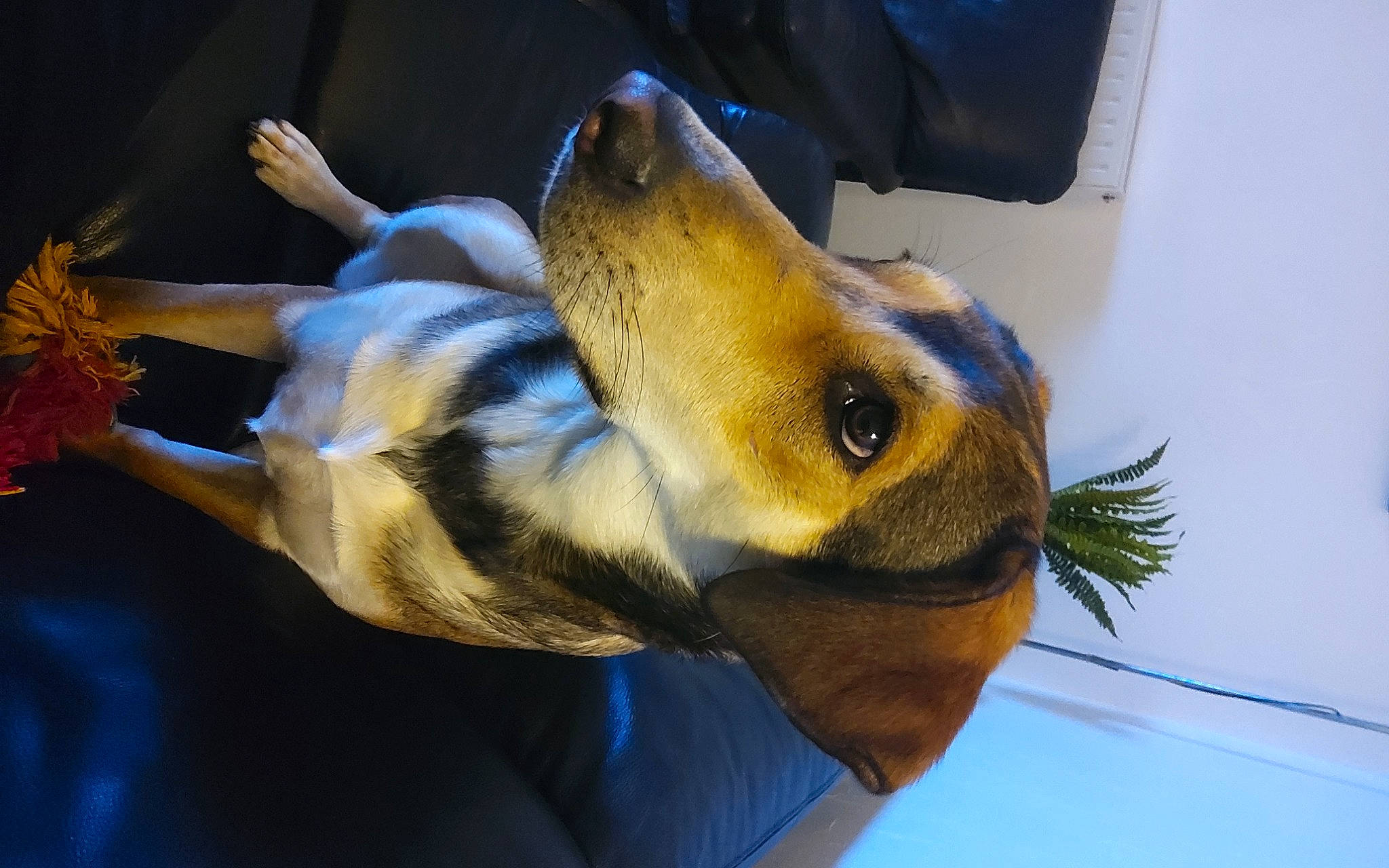 Prada a rejoint le concours — aidez-le/la à gagner de superbes lots ! beak, chipmunk, electric_blue, event, fawn, fur, organism, perching_bird, plant, plush, rodent, snout, squirrel, stuffed_toy, tail, terrestrial_animal, whiskers, wildlife