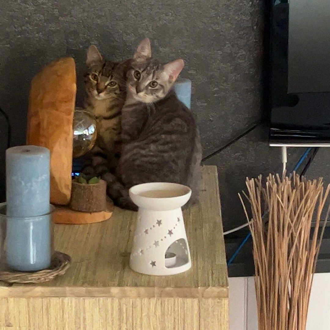 Ysis Et Yoda