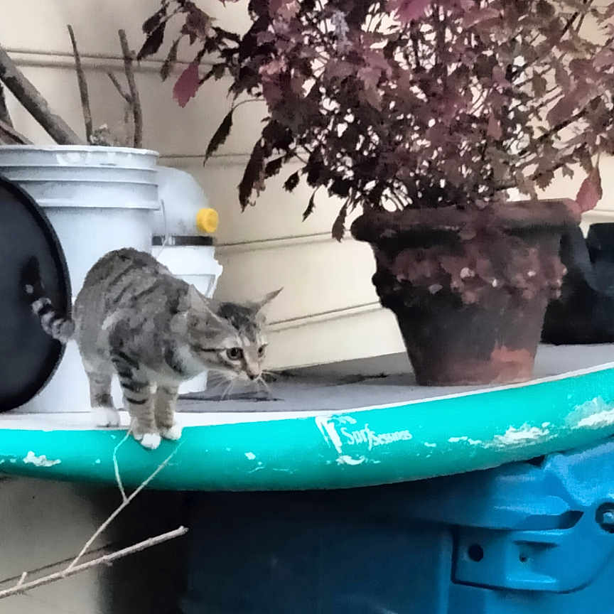 Bo Bo Fiona joined the competition — help win amazing prizes! alloywheel, animal, car, carwheel, cat, cookware, flower, flowerarrangement, jar, kitten, outdoors, pet, plant, planter, pot, pottedplant, pottery, vase, window, windowsill