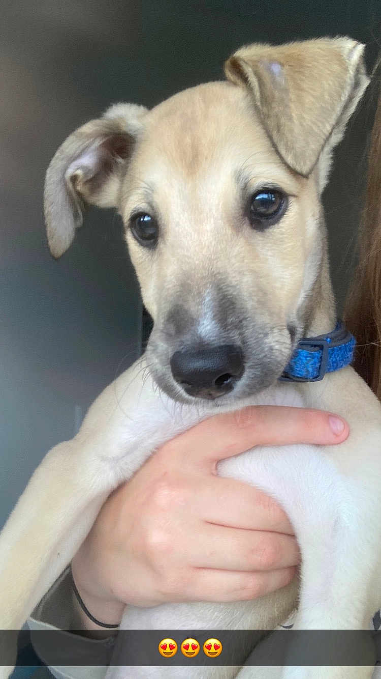 Simba