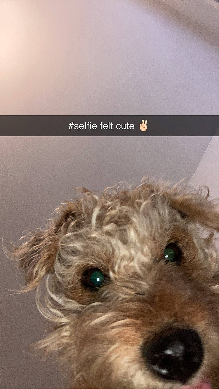 Bessie is registered to the contest to win money with this photo: canidae, carnivore, circle, companion_dog, dog, dog_breed, font, maltepoo, non_sporting_group, photo_caption, puppy, screenshot, small_terrier, snout, sporting_group, terrestrial_animal, terrier, toy_dog, water_dog, working_animal