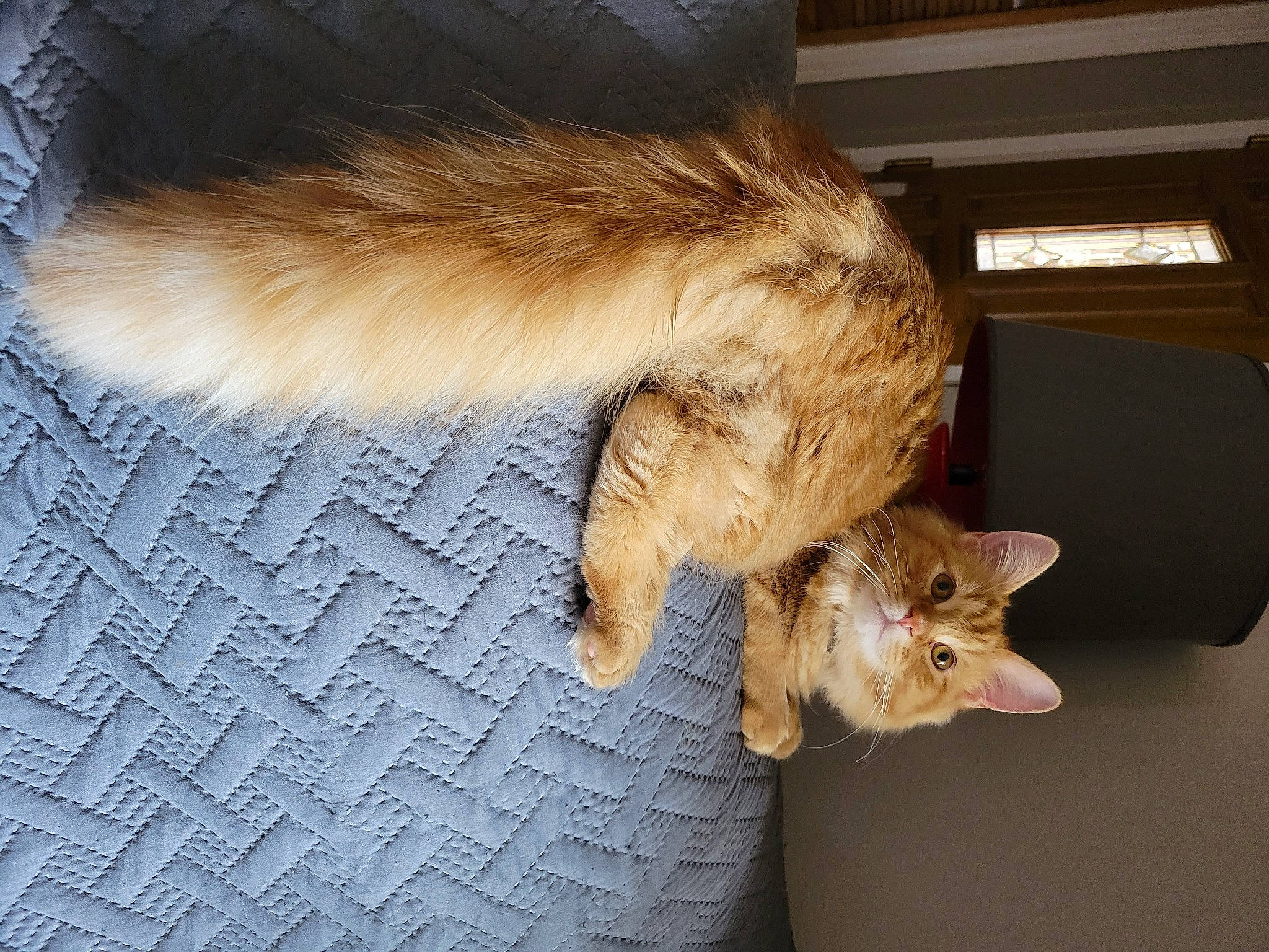 Jupiter joined the competition — help win amazing prizes! canidae, carnivore, cat, claw, comfort, domestic_short_haired_cat, fawn, felidae, flooring, foot, fur, human_leg, mammal, paw, small_to_medium_sized_cats, snout, tail, vertebrate, whiskers, wood