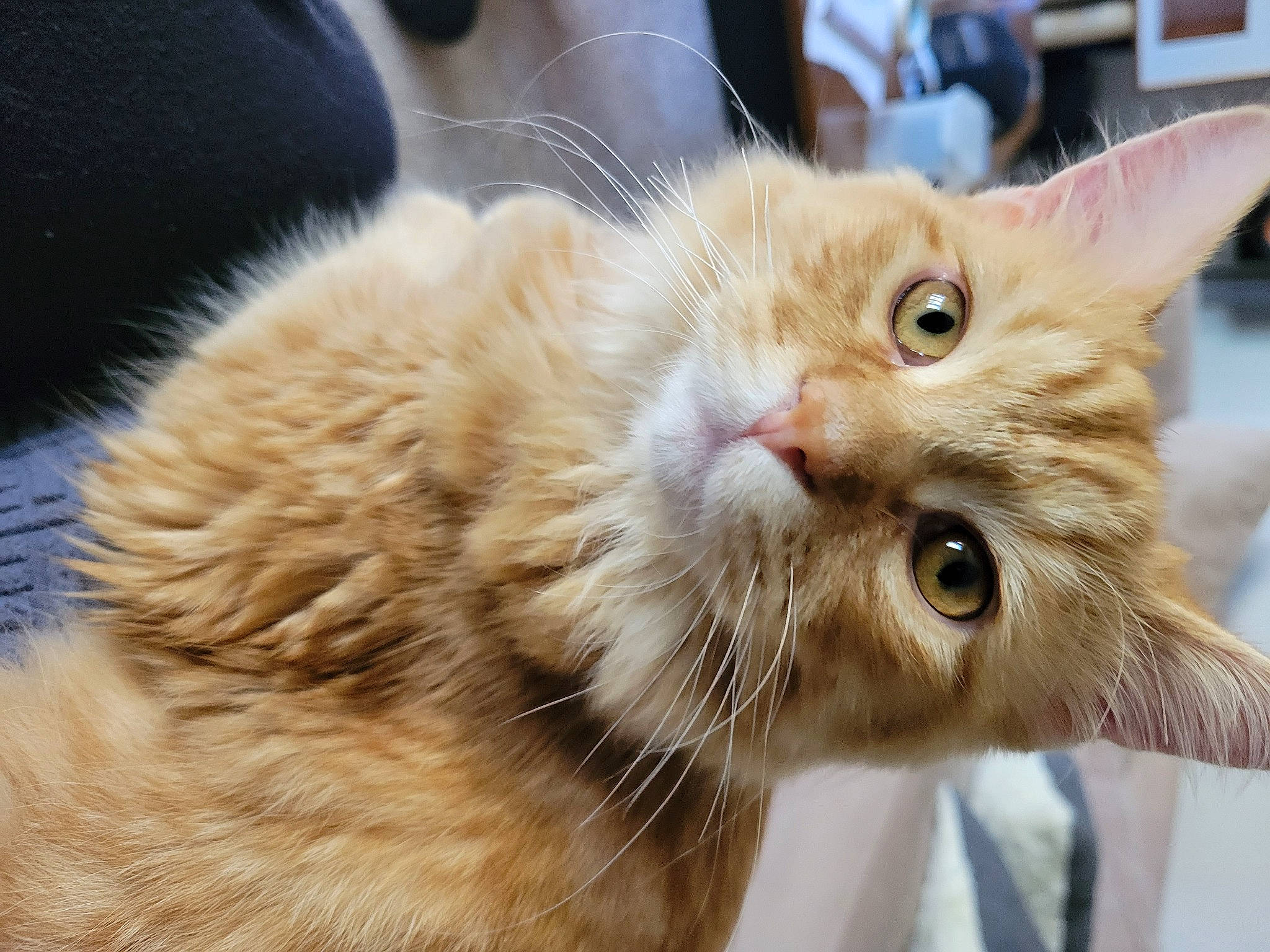 Jupiter is registered to the contest to win money with this photo: carnivore, cat, claw, domestic_short_haired_cat, ear, fawn, felidae, fur, paw, small_to_medium_sized_cats, snout, tail, terrestrial_animal, whiskers