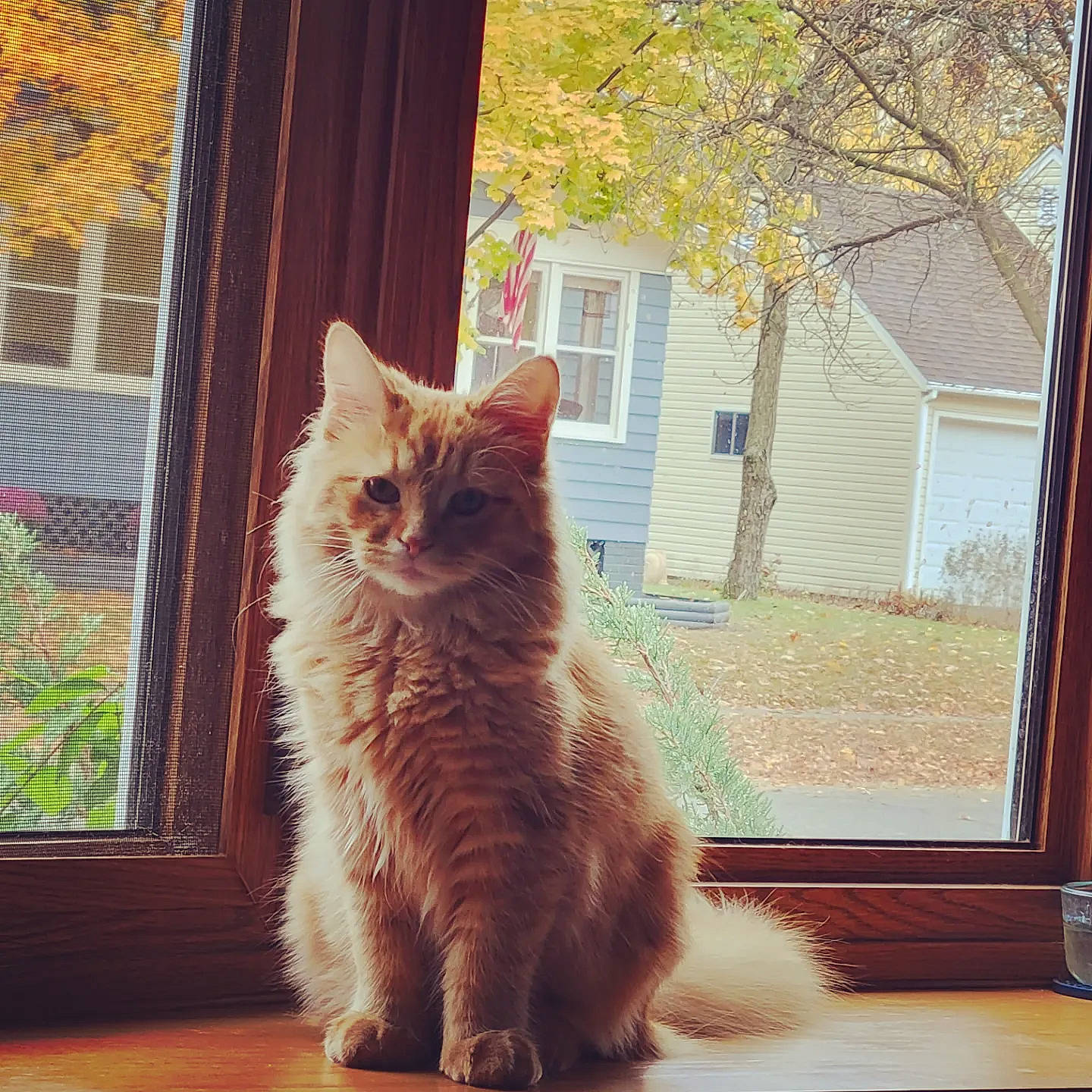 Jupiter joined the competition — help win amazing prizes! carnivore, cat, domestic_short_haired_cat, fawn, felidae, flooring, fur, glass, hardwood, line, paw, plant, small_to_medium_sized_cats, snout, tail, tints_and_shades, tree, whiskers, window, wood