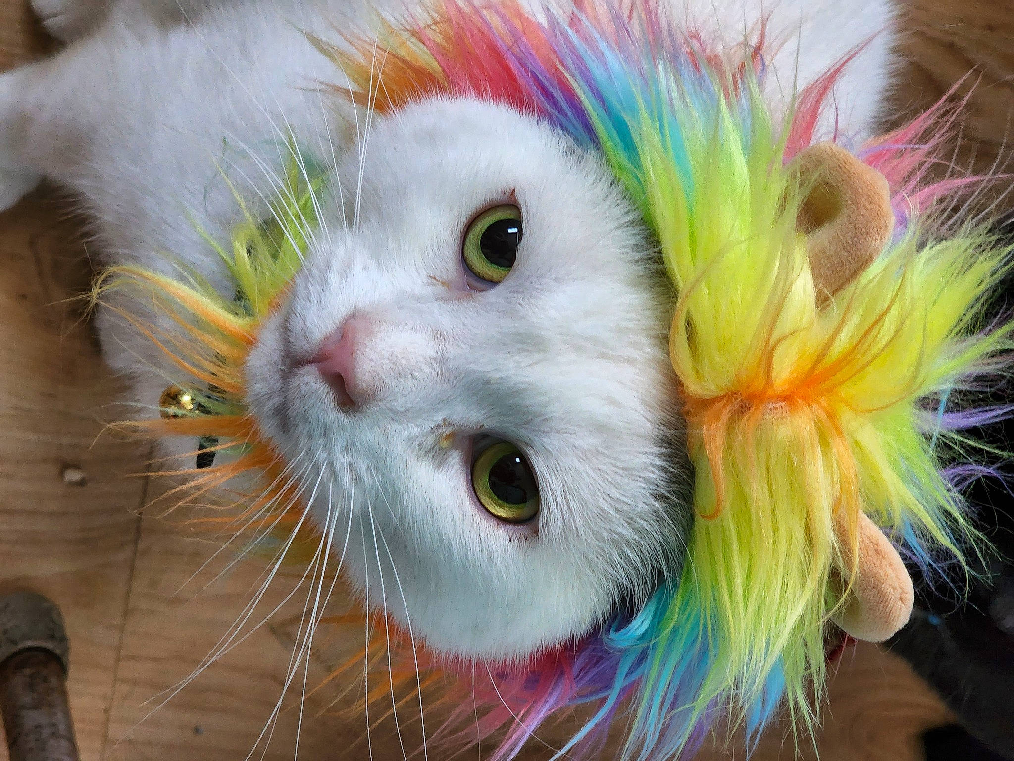 Calcifer joined the competition — help win amazing prizes! art, carnivore, cat, cat_toy, close_up, domestic_short_haired_cat, event, fawn, feather, felidae, fur, paw, small_to_medium_sized_cats, snout, tail, whiskers