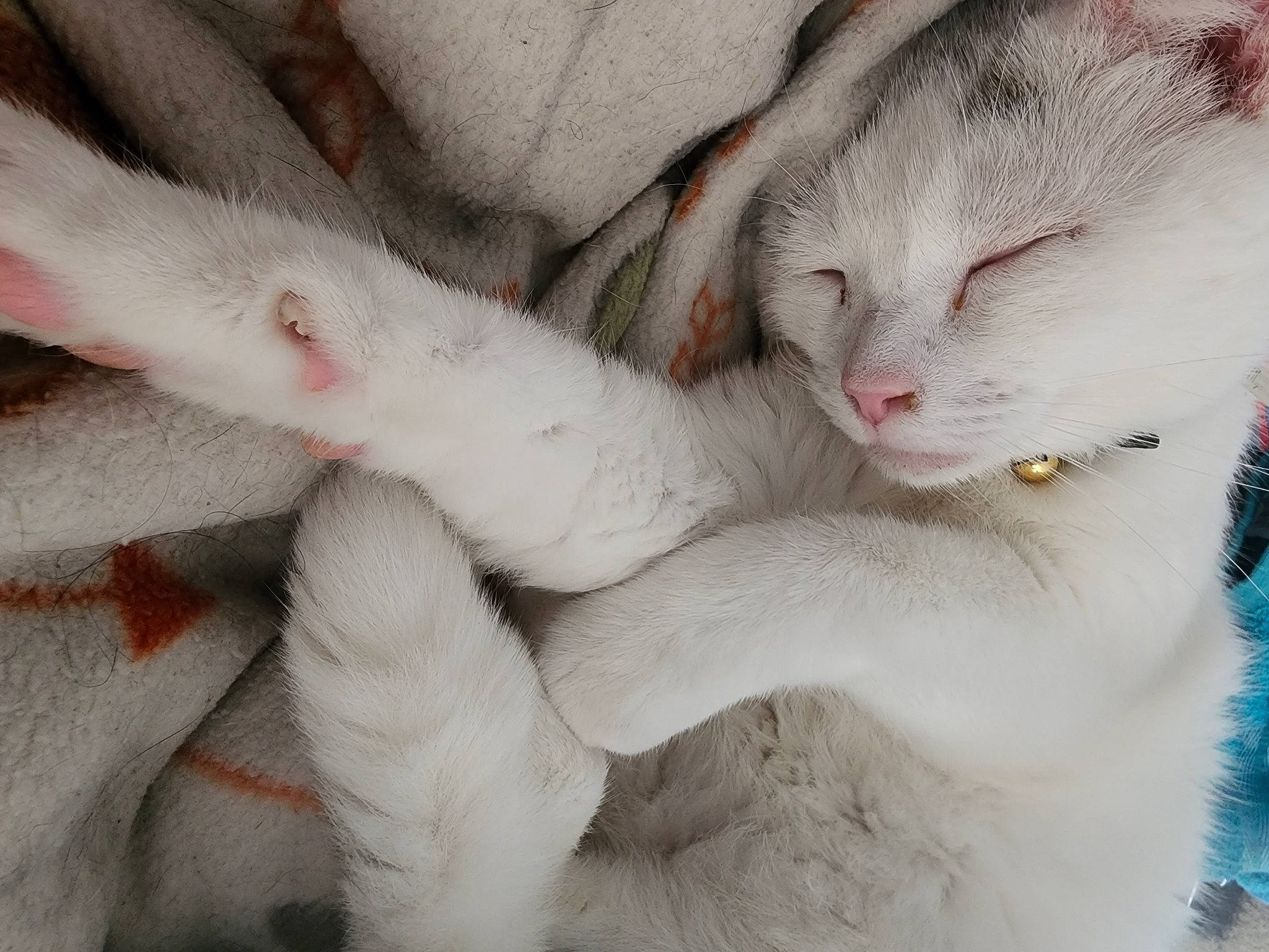 Calcifer joined the competition — help win amazing prizes! carnivore, cat, claw, comfort, domestic_short_haired_cat, felidae, fur, paw, small_to_medium_sized_cats, snout, tail, terrestrial_animal, whiskers