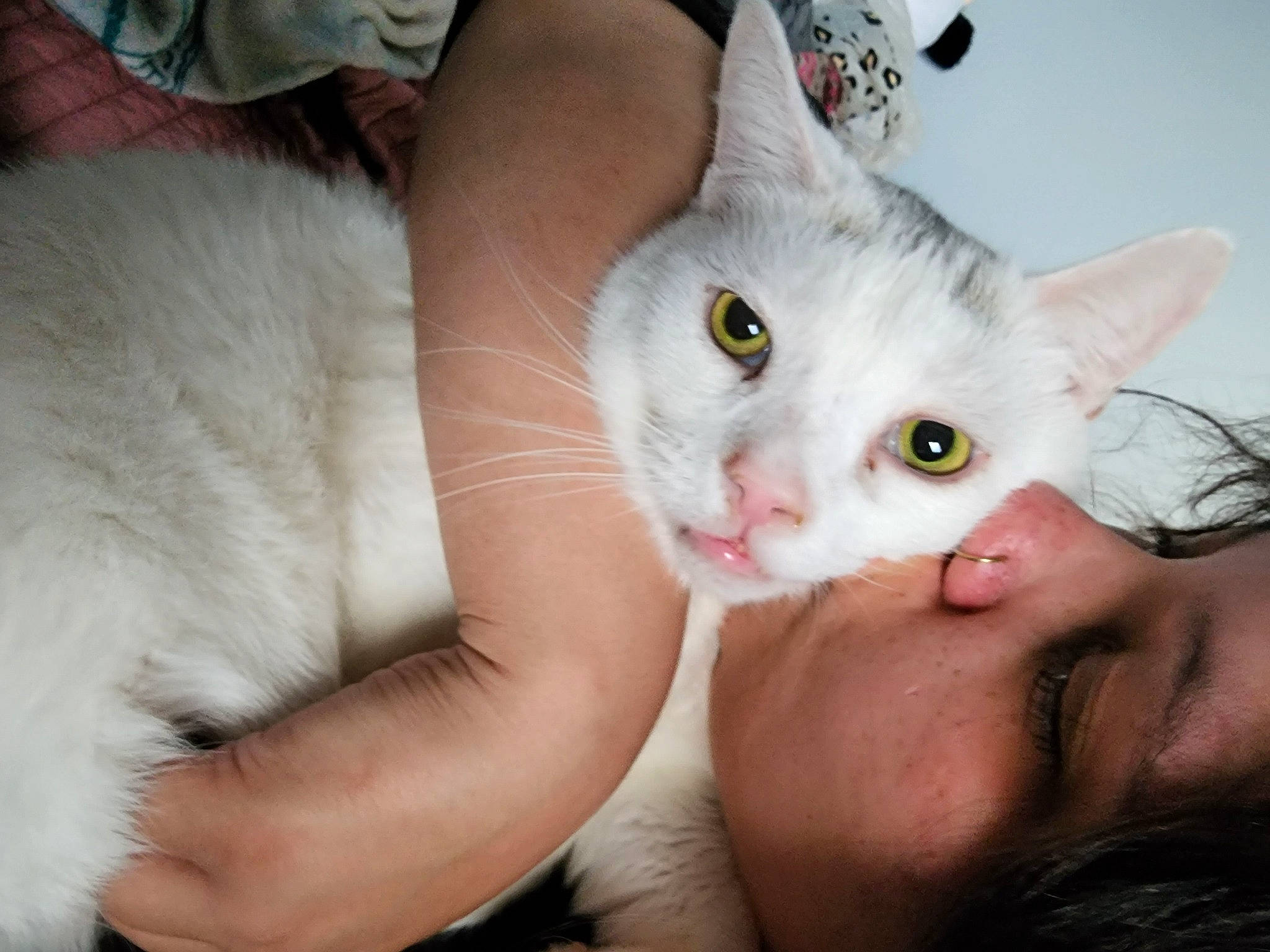 Calcifer joined the competition — help win amazing prizes! carnivore, cat, domestic_short_haired_cat, ear, eye, eyebrow, eyelash, felidae, finger, fur, gesture, hair, head, iris, mouth, nose, small_to_medium_sized_cats, snout, sunglasses, whiskers