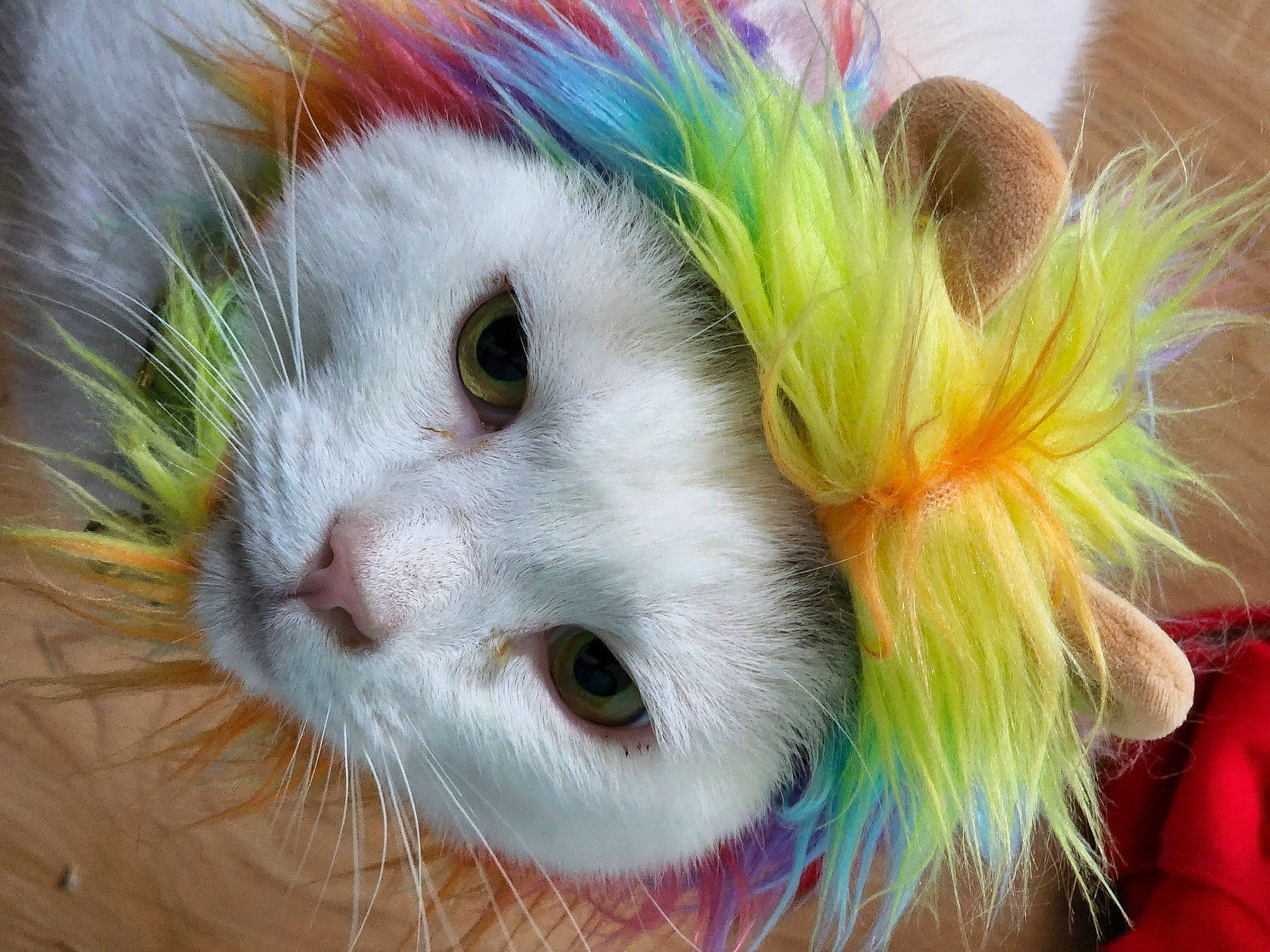 Calcifer joined the competition — help win amazing prizes! art, carnivore, cat, cat_toy, close_up, domestic_short_haired_cat, event, eyelash, fawn, feather, felidae, fur, grass, natural_material, small_to_medium_sized_cats, snout, tail, whiskers