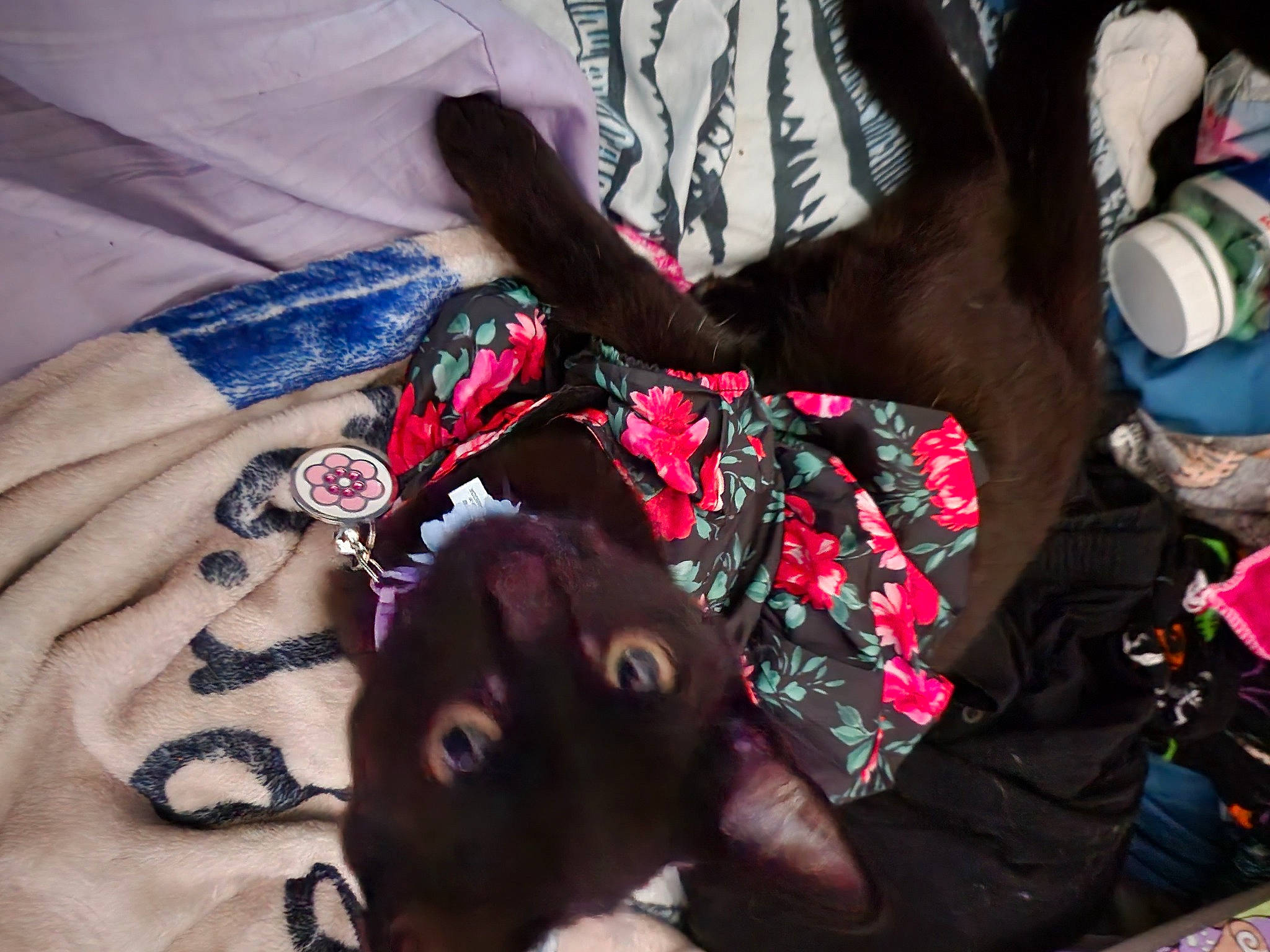 M'Rissi joined the competition — help win amazing prizes! bag, carmine, comfort, denim, electric_blue, fashion_accessory, fur, linens, magenta, nail, pattern, plaid, room, sleeve, t_shirt, tartan, textile, top, tree