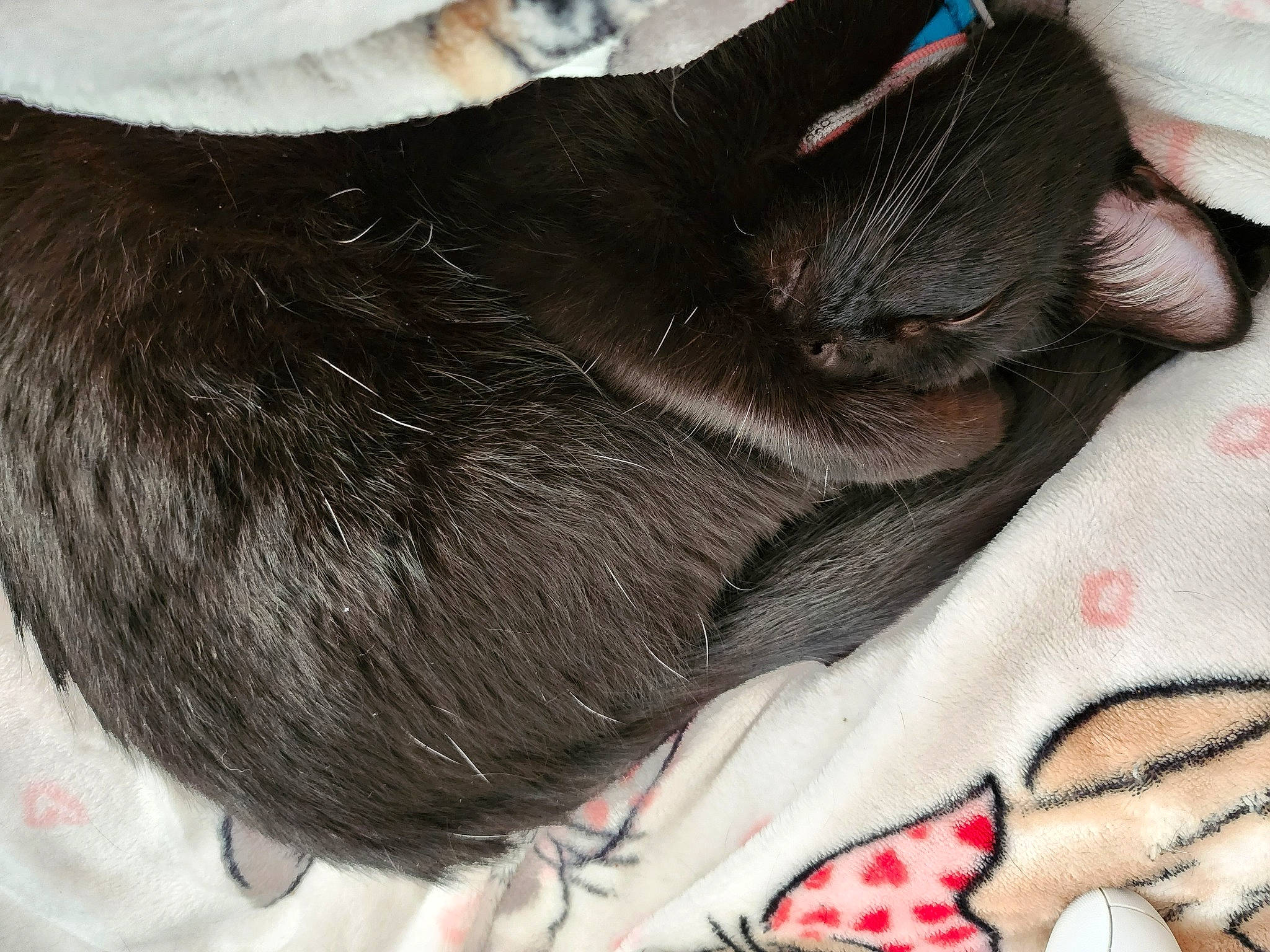 M'Rissi is registered to the contest to win money with this photo: black_cat, carmine, carnivore, cat, claw, comfort, companion_dog, dog_breed, domestic_short_haired_cat, ear, fawn, felidae, foot, fur, gesture, human_leg, paw, small_to_medium_sized_cats, tail, whiskers