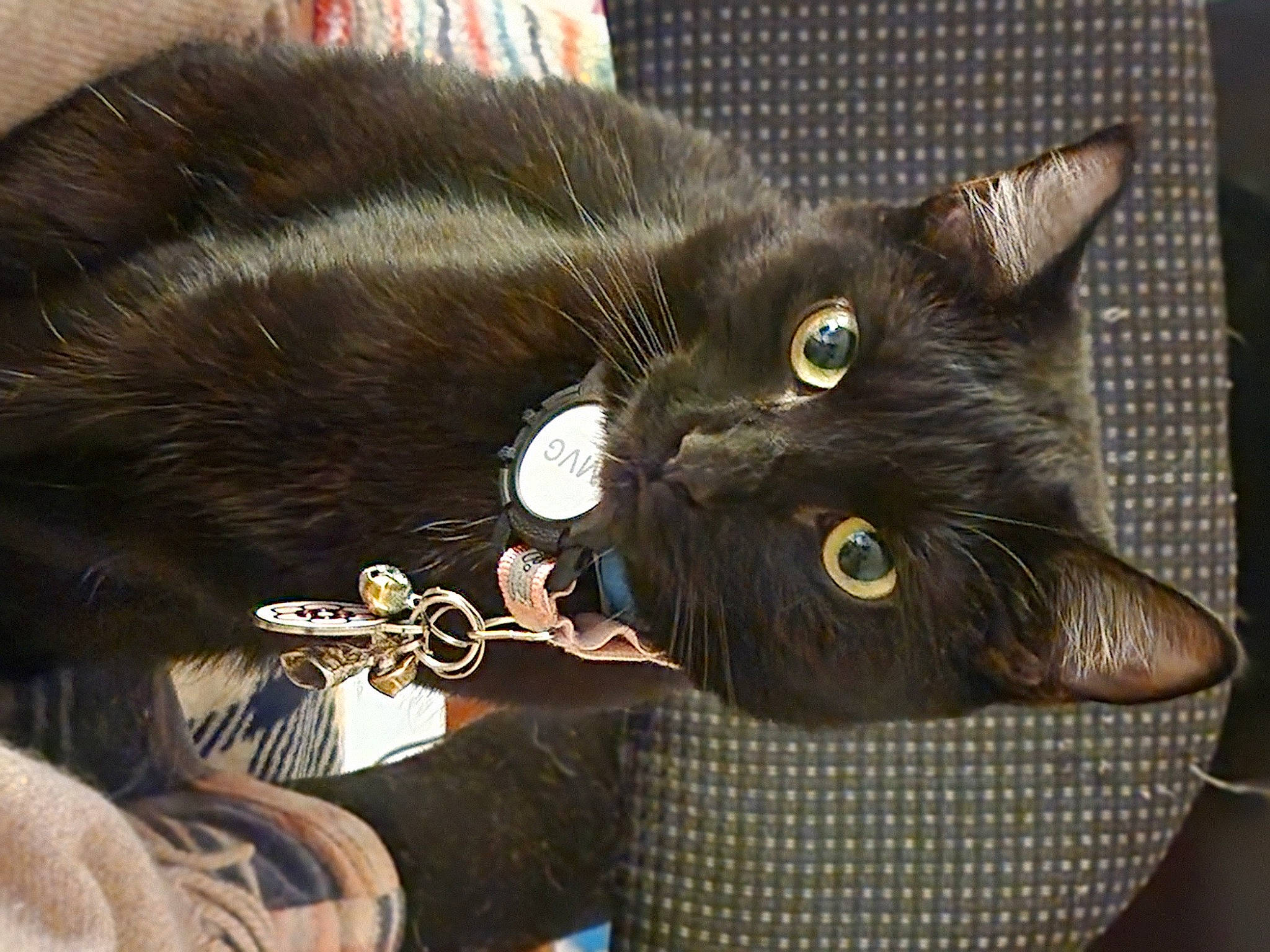 M'Rissi is registered to the contest to win money with this photo: black_cat, bombay, carnivore, cat, cat_supply, claw, comfort, domestic_short_haired_cat, fashion_accessory, felidae, fur, havana_brown, mammal, small_to_medium_sized_cats, snout, tail, vertebrate, whiskers