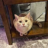 cat, ginger_cat, feline, pet, animal, wide_eyes, whiskers, ears, paws, tail, sitting, under_table, wooden_furniture, chair, rug, indoor, home, portrait, looking_at_camera, cozy