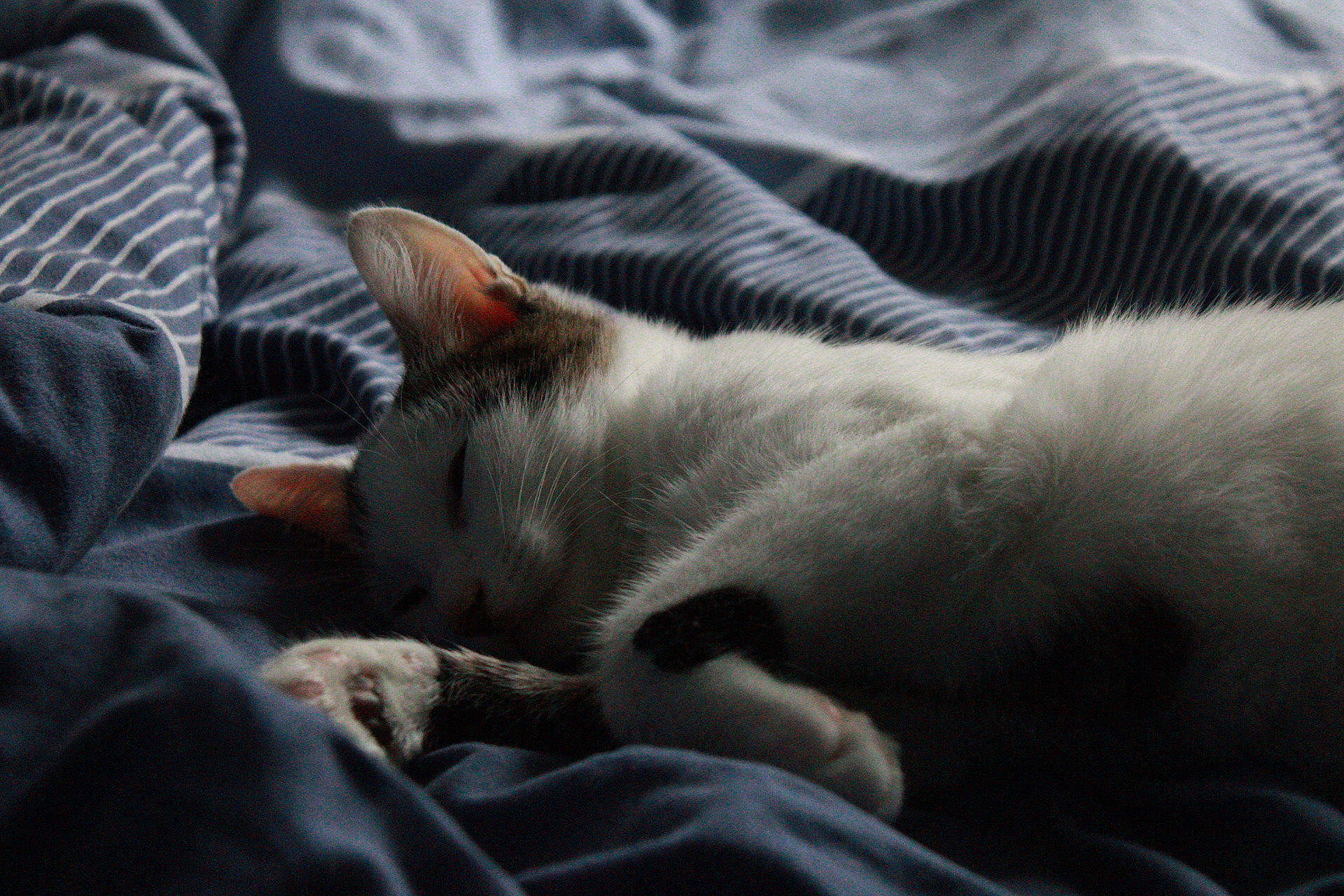 Mushu participe au concours pour gagner de l'argent avec cette photo : carnivore, cat, colorpoint_shorthair, felidae, fur, kitten, nap, paw, sleep, small_to_medium_sized_cats, snout, whiskers