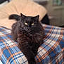 Sparrow participe au concours pour gagner de l'argent avec cette photo : cat, black_cat, long_hair, yellow_eyes, whiskers, paws, plaid_blanket, blanket, sofa, pillow, indoor, living_room, cozy, lounging, portrait, shallow_depth_of_field, background_blur, fur, relaxed, pet